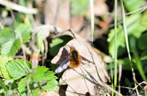 Bombylius major